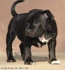 Black Staffordshire Bull Terrier Puppy With White Chest Bull Terrier Puppy Staffordshire Bull Terrier Puppies Pitbull Terrier