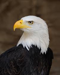 Bald Eagle Wikipedia