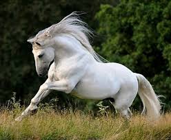 Lusitano Stallion Quilo Photo Hypo Focus Paardenfotografie Horses Pretty Horses Beautiful Horses
