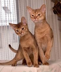 American shorthairs can boast over 80 patterns and colors. How To Identify Cat Breeds From Ear Tufts To Fluffy Tails Pethelpful