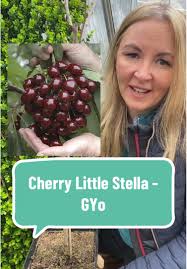 Grow Your Own Compact Cherry Plant: Little Stella Guide