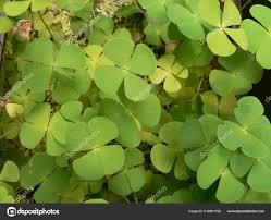 Image result for Marsilea minuta
