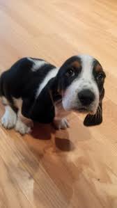 Black And White Basset Hound Puppy Snoopy Is A Basset Hound Basset Hound Dog Basset Puppies Basset Hound
