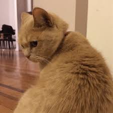 25 Best Cat Transcendence Memes Your Meme Memes Your Memes