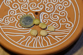 Image result for Albizia anthelmintica