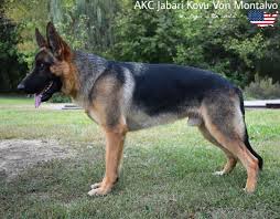 If you opt to choose from a litter of german shepherd puppies for sale, take a look at the environment and get as much data about the. Akc Jabari Kovu Von Montalvo From Usa German Shepherd German Shepherd Dog Breeds Breeds