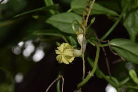 Image result for Ceropegia crassifolia