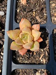 Image result for Haworthia mix