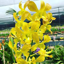 Pin By Josefina Ilagas On Beautiful Yellow Flowers Orchids Orchid Plants Shangri La Singapore