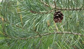 We did not find results for: Klasifikasi Dan Morfologi Tanaman Pinus Morfologi