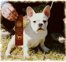 Merlin's mini me a pocket frenchie in the morning. French Bulldog For Sale Dallas Petswall