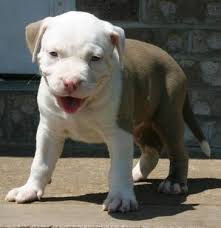 White Blue Blue Nose Pitbull Puppies 4 Sale R Los Angeles Usa Free Classifieds Pitbull Puppies Blue Nose Pitbull Puppies Pitbull Puppies For Sale