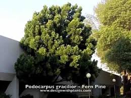 The fern pine is still generally sold under the name of podocarpus gracilior, and literature may still refers to it by the former scientific name. Podocarpus Gracilior Fern Pine Youtube