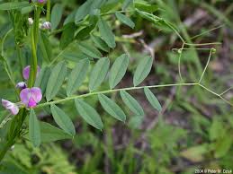 Image result for Vicia