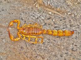 Ses yeux et ses moustaches sont par ailleurs semblables à ceux du dragon asiatique 5. Le Scorpion Jaune A Queue Large Androctonus Australis Planet Vie