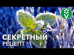 опрыскивание деревьев весной по фазам от болезней и вредителей Pin Na Doske Ogorod