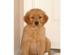 In fact, according to the american kennel club , the golden retriever is the #3 most popular dog in the united states. Golden Retriever Puppies In California