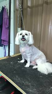 Facebook is showing information to help you better understand the purpose of a page. Happy Hounds Pet Grooming Home Facebook