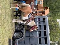 Western Weekend!