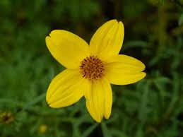 Image result for foto Dvouzubec