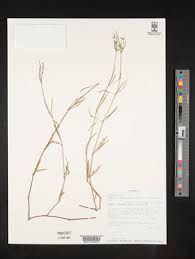 Image result for Justicia anselliana