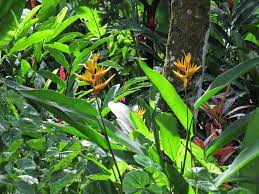 Bird Of Paradise Flowers In Their Natural Habitat In St Lucia Paradise Flowers Beautiful Nature Tropical Foliage