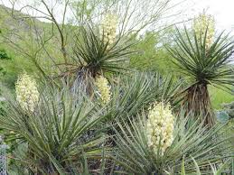 Yucca plants are famed for their large, spiky leaves growing on the top of long, thick woody stems. Mojave Yucca Season And Its History In The Palm Springs Area