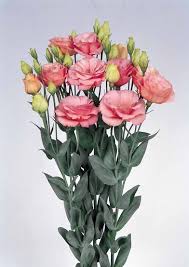 Image result for eustoma lisianthus in vase