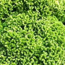 Image result for Selaginella soyauxii