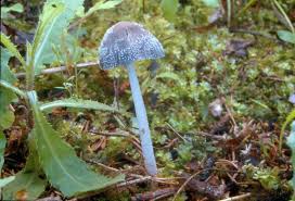 Image result for Coprinus lagopides