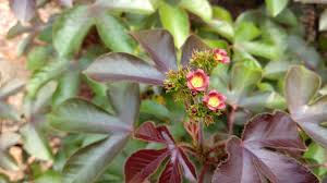 Image result for Jatropha gossypiifolia