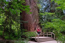 The trail is primarily used for hiking, running, and camping and is best used from may until september. Mount Rainer Nationalpark Camping Wandern Am Fusse Des Eisigen Vulkans Reiseblog