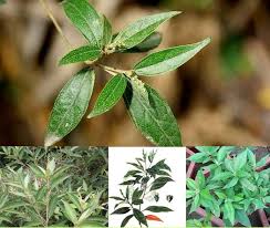 We did not find results for: Bai Thuá»'c Tá»« La Khá»• Sam Chá»¯a Ä'au Dáº¡ Day Hiá»‡u Quáº£ NhÆ°ng It Ai Biáº¿t