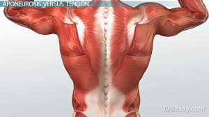 Aponeurosis Definition Function