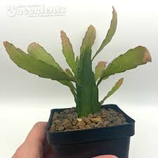 Image result for Euphorbia ramulosa