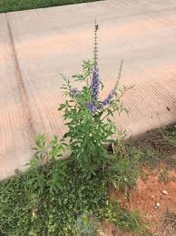 We did not find results for: Photo Of The Seedling Or Young Plant Of Chaste Tree Vitex Agnus Castus Posted By Blueoddish Garden Org
