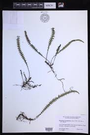 Image result for Grammitis