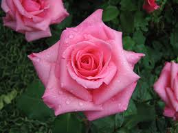 Flowers have a lot of meaning, and this how to guide can help you discover a little more about these beautiful gifts. Light Pink Farm Choice Roses