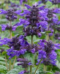 Image result for Nepeta