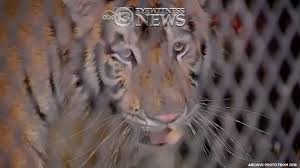 Wylie, texas — a houston man is now in custody after his pet bengal tiger was seen roaming his neighborhood late sunday evening. Apt8mpqc677iem