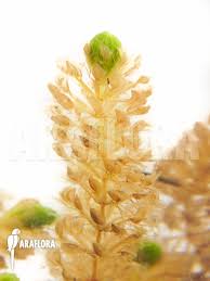 Image result for Aldrovanda vesiculosa