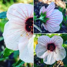 They may be edible, are in fact highly toxic. Upaiwn 7ftprzm