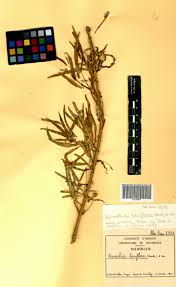 Image result for Kanahia laniflora