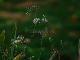 Image result for Vernonia cinerea