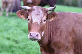 Image result for Glanders