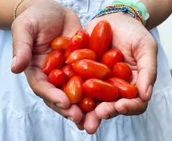 Image result for tomato Datterino