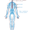 Browse nervous system templates and examples you can make with smartdraw. 1