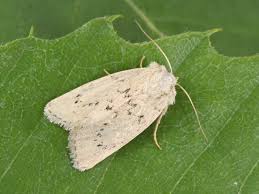 Image result for Photedes extrema