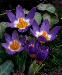 Pin By Mona Moni On Crocus Crocus Flower Bulb Flowers Ftd Flowers