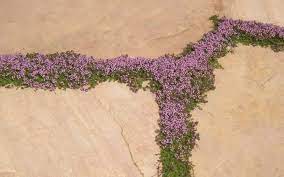 Elfin Creeping Thyme Picture Thyme Plant Plants Creeping Thyme